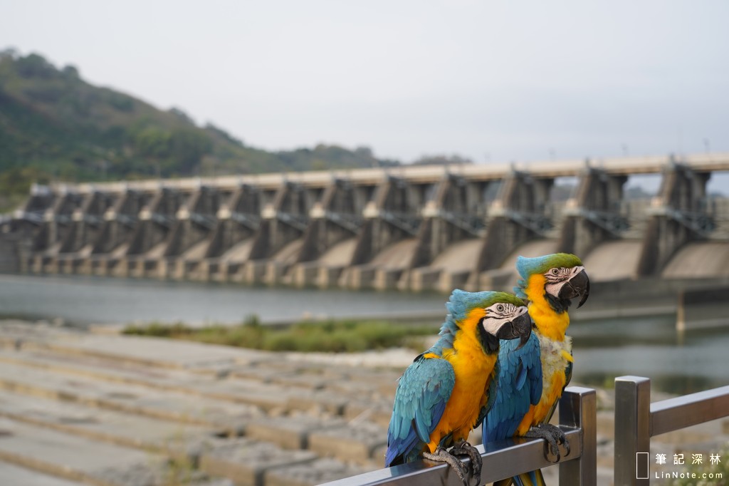 【台中-景點】石岡壩水庫，921紀念景觀，鸚鵡也來水庫玩