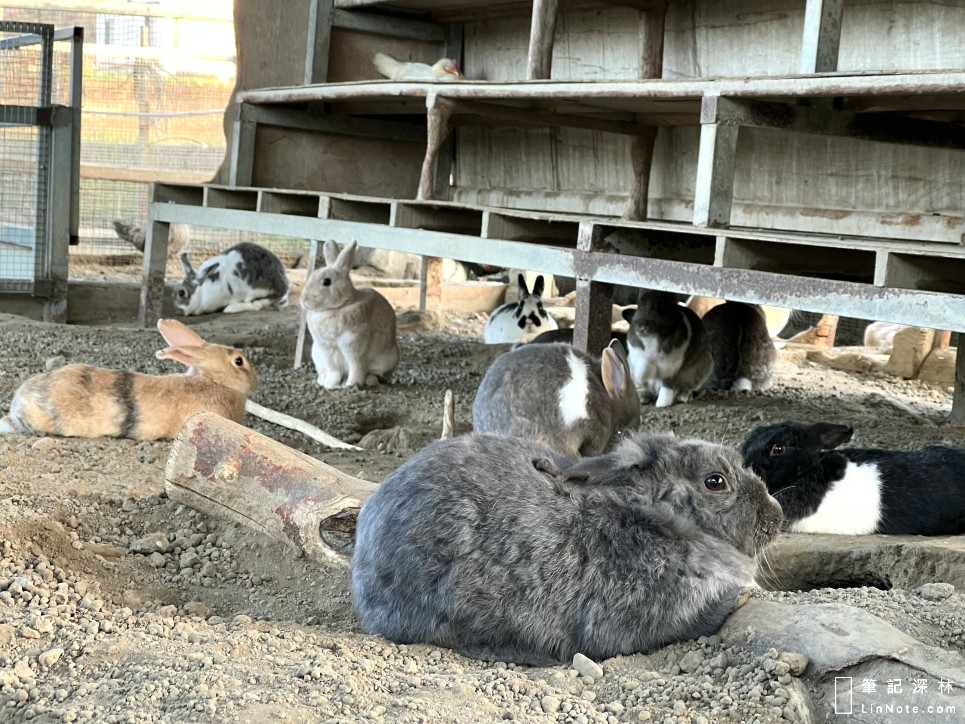 很多兔子