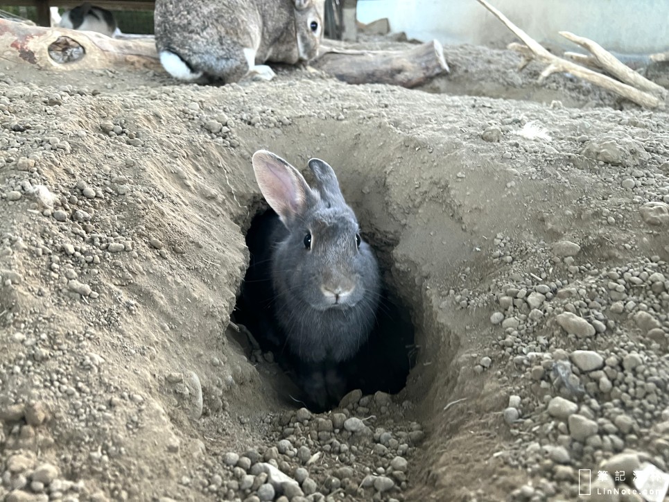 兔子挖洞