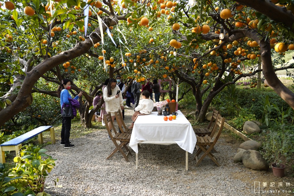 苗栗頭屋「橙香森林」DIY採橘子囉，還有許多造景可以打卡拍照