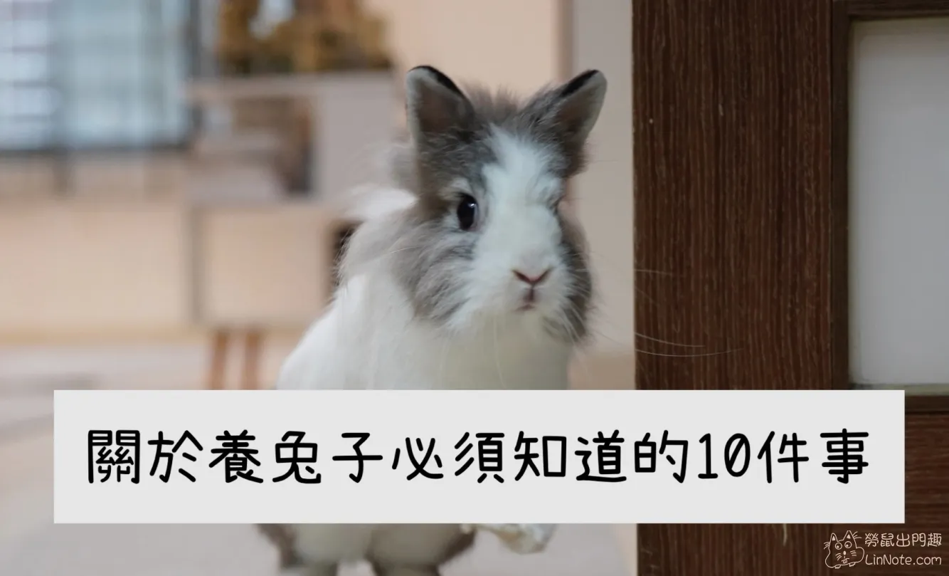 關於養兔子必須知道的10件事
