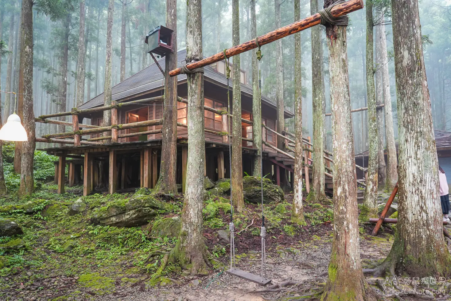 Discovery forest 2025 7