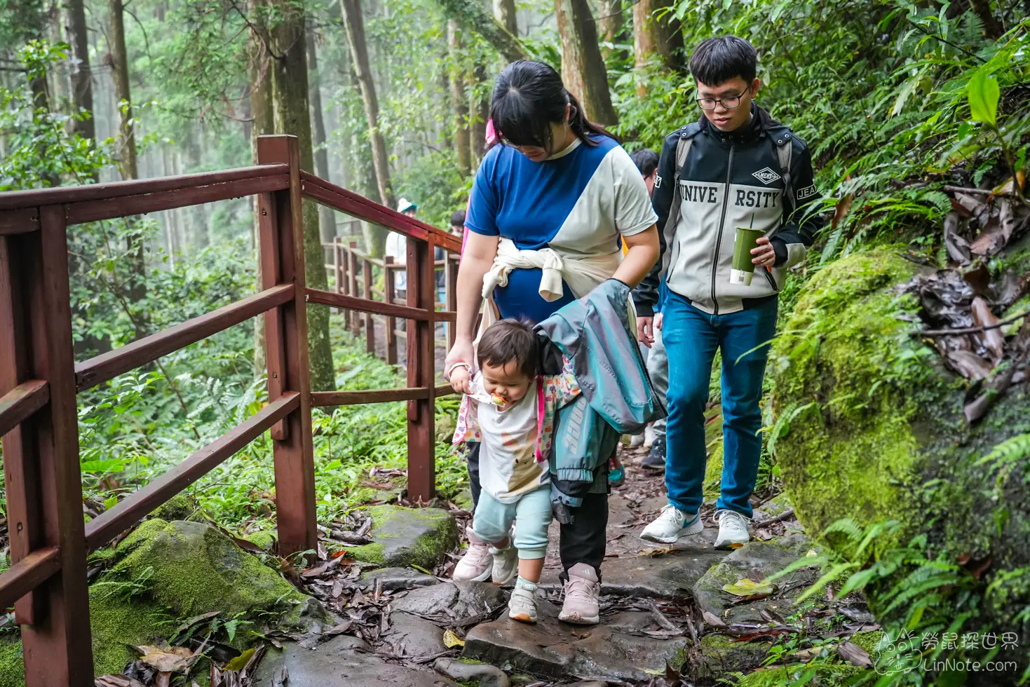 Discovery forest 2025 9