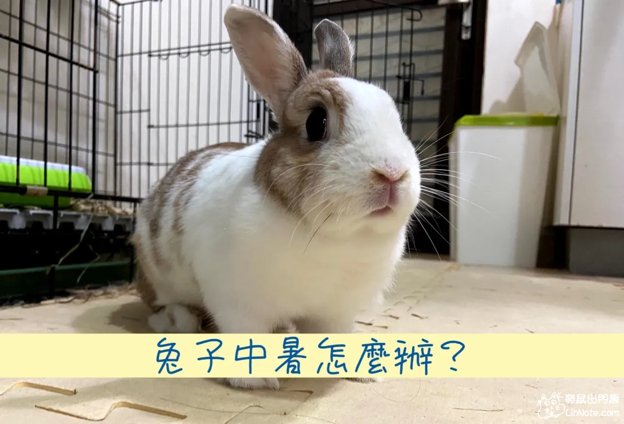 台灣夏天越來越熱啦，兔子中暑怎麼辦？