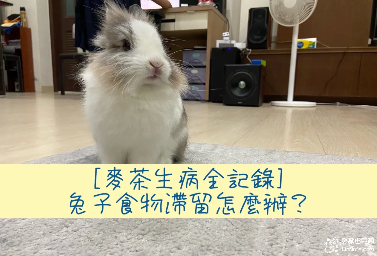 【麥茶生病全記錄】兔子食物滯留怎麼辦？