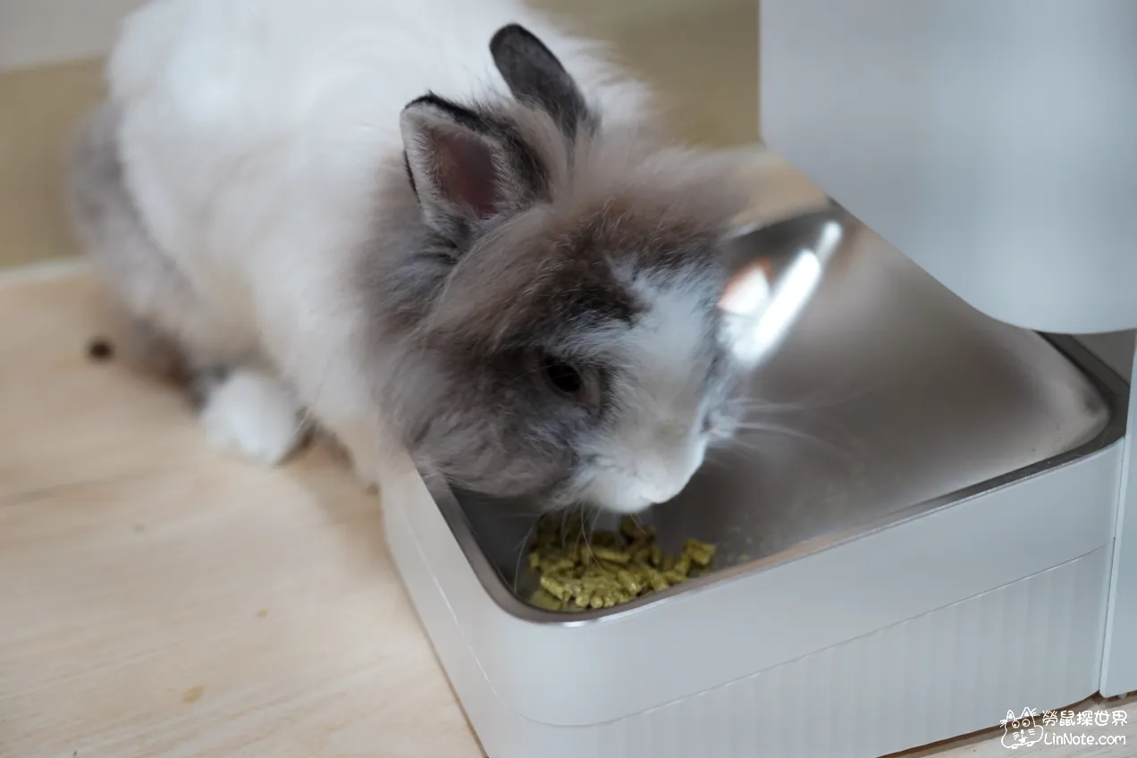 兔兔麥茶正在吃餵食器的飼料