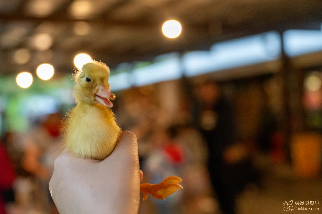 宜蘭五結【鴨寮故事館】手抱黃色小鴨，認識鴨鴨的生態產業