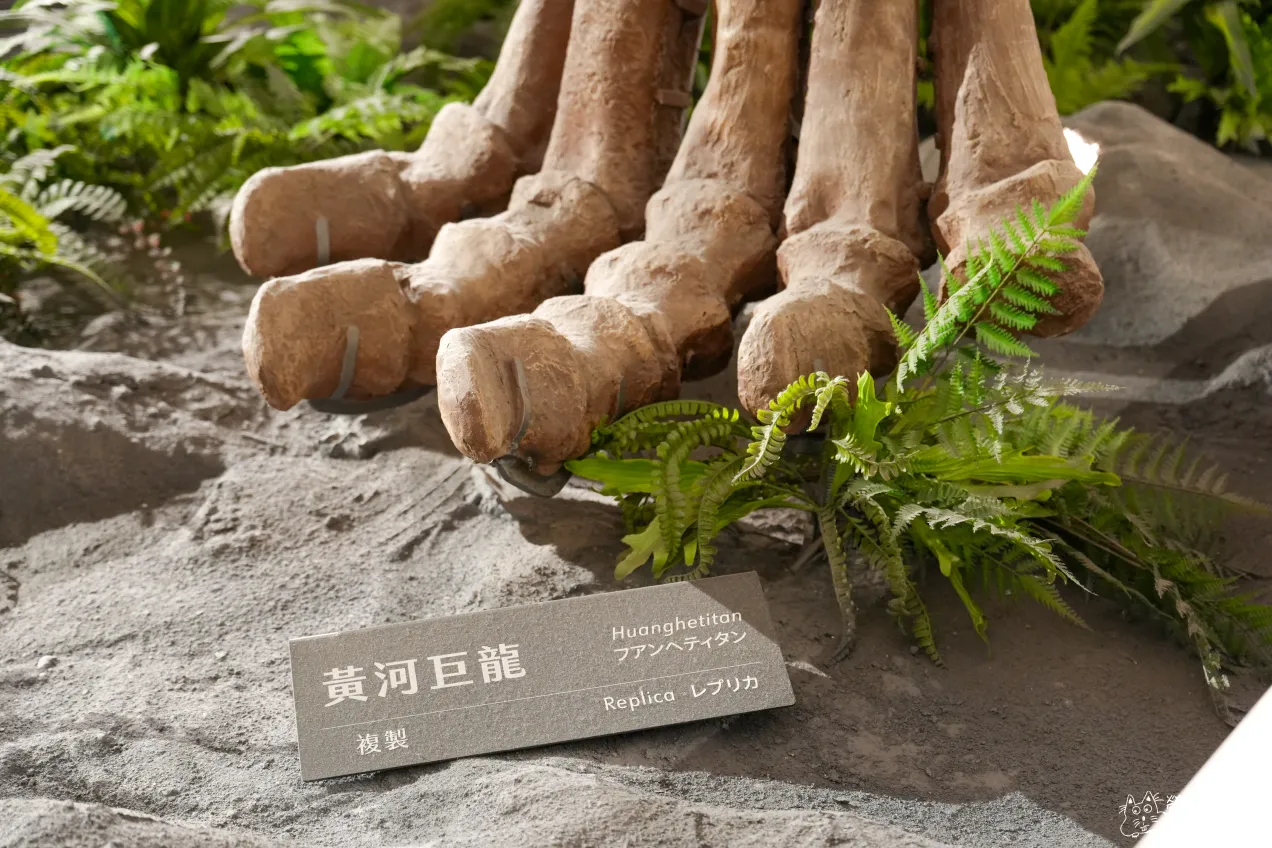 【台北中正區】台灣國立博物館古生物館｜全台唯二暴龍化石，只要銅板價就可以欣賞 41