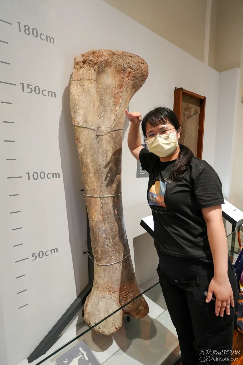 【台北中正區】台灣國立博物館古生物館｜全台唯二暴龍化石，只要銅板價就可以欣賞 55