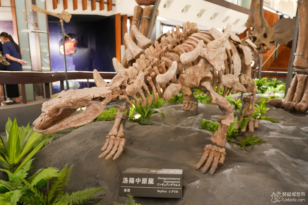 【台北中正區】台灣國立博物館古生物館｜全台唯二暴龍化石，只要銅板價就可以欣賞 45