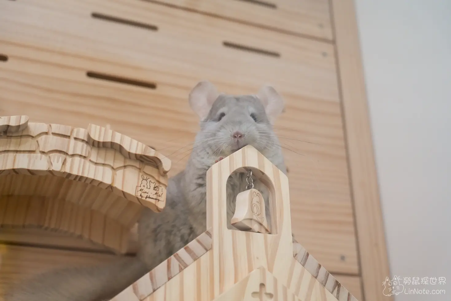 Happiness Chinchilla Coffee 2