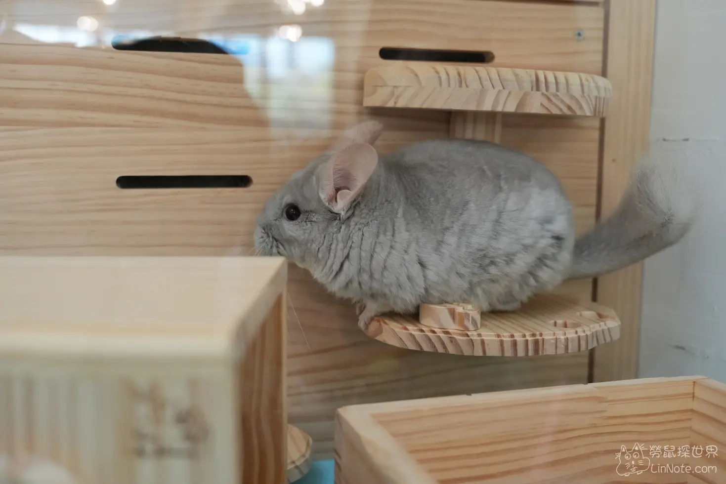 Happiness Chinchilla Coffee 20