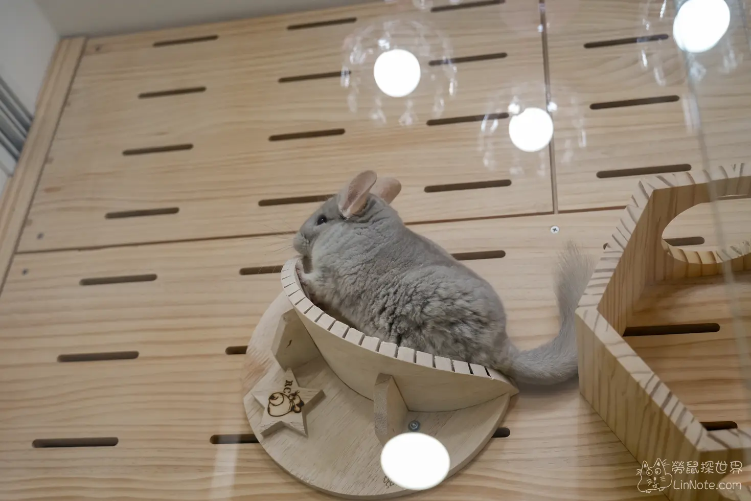 Happiness Chinchilla Coffee 24