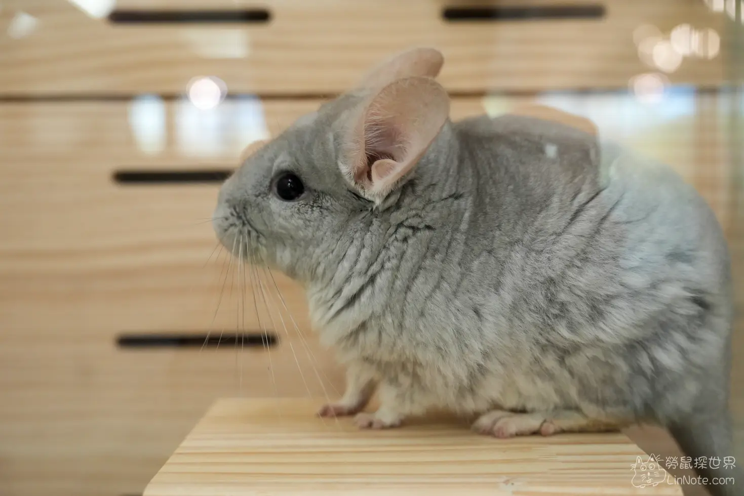 Happiness Chinchilla Coffee 26