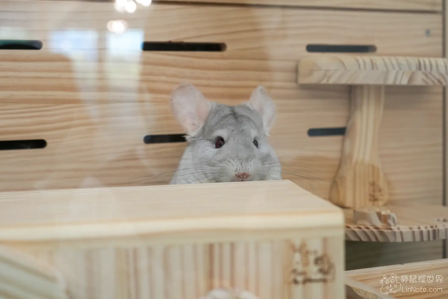 Happiness Chinchilla Coffee 37