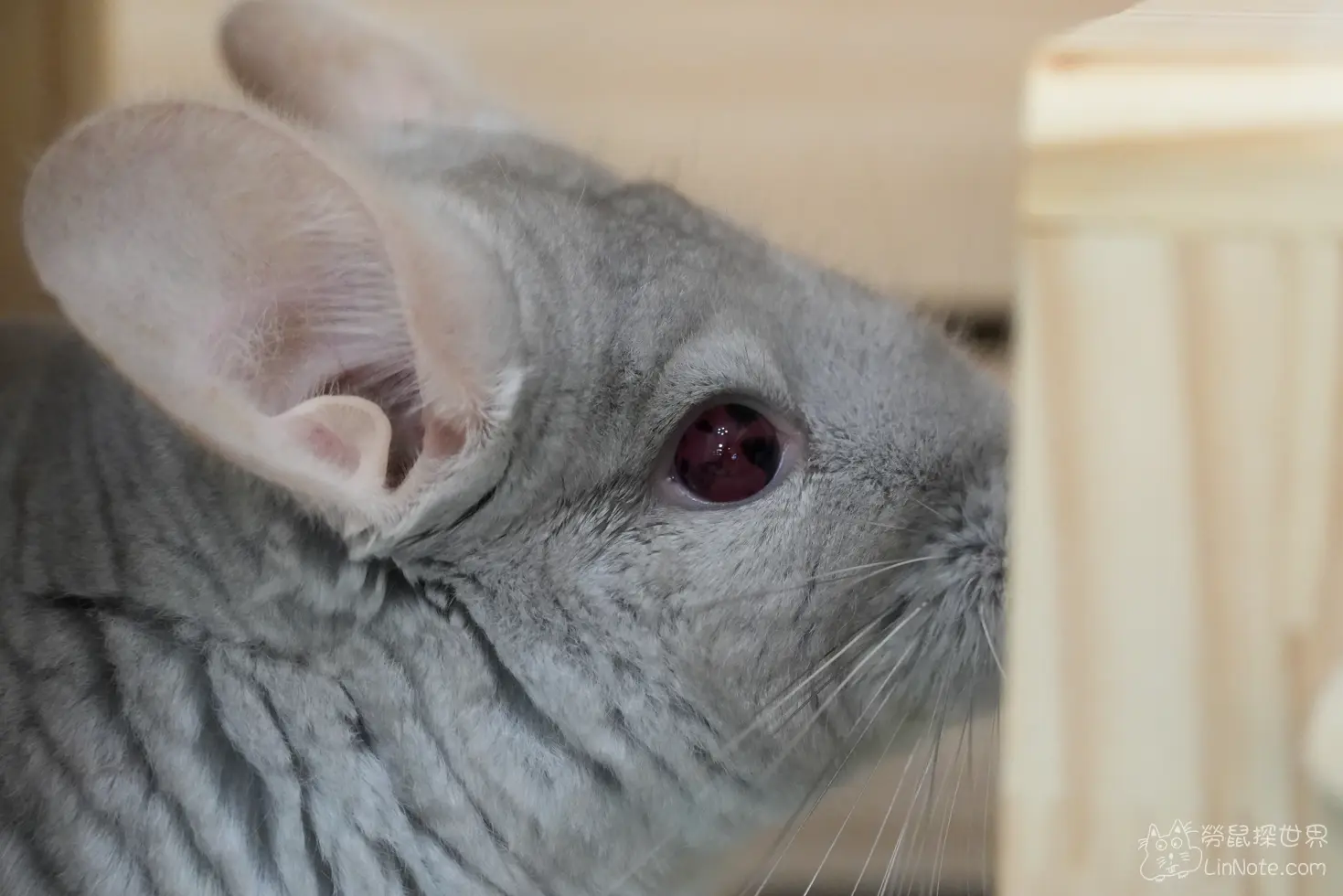 Happiness Chinchilla Coffee 4