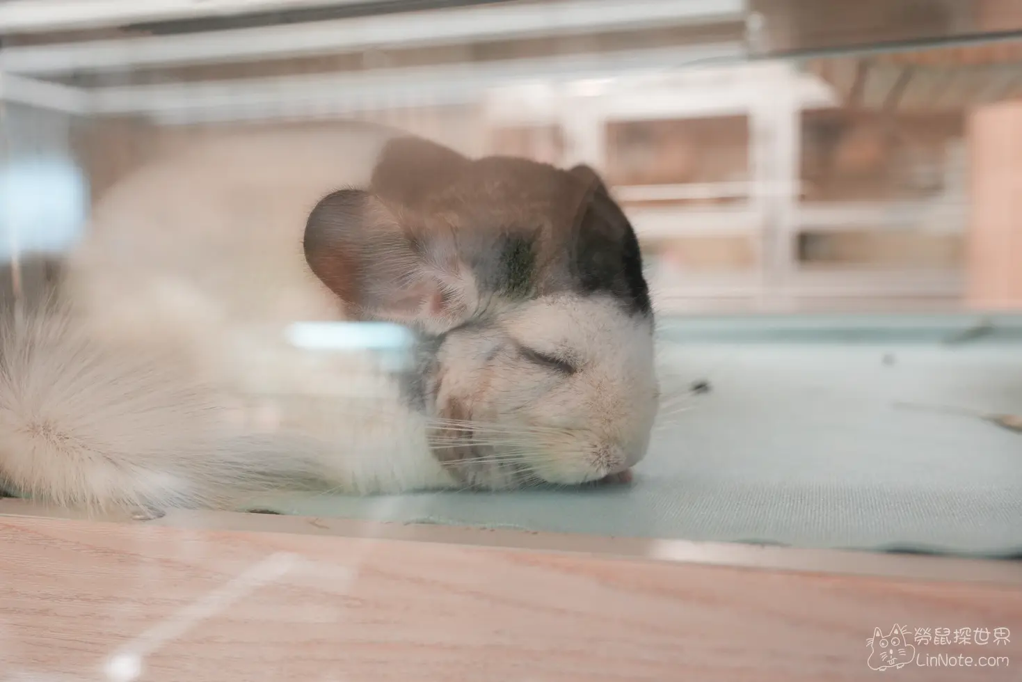 Happiness Chinchilla Coffee 47