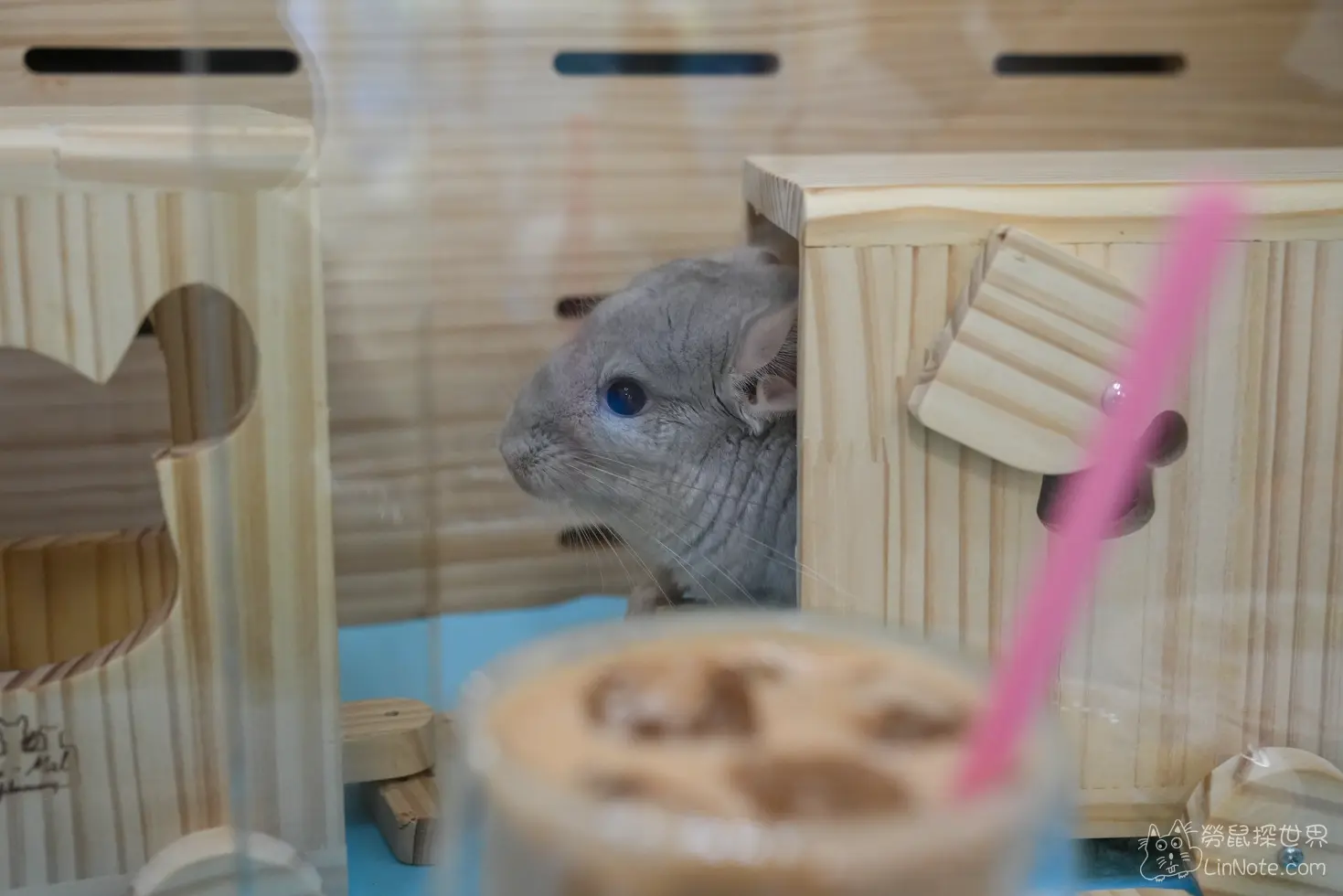 Happiness Chinchilla Coffee 7