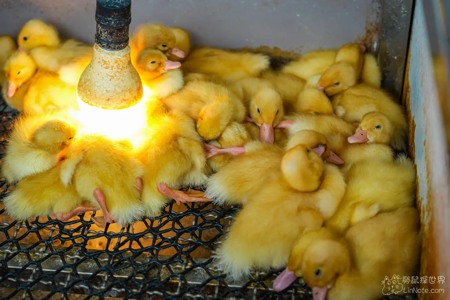 Produck Duck House 1