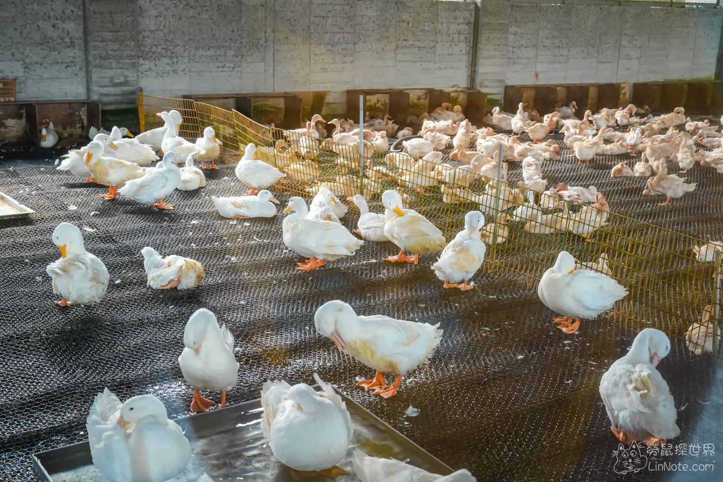 Produck Duck House 15