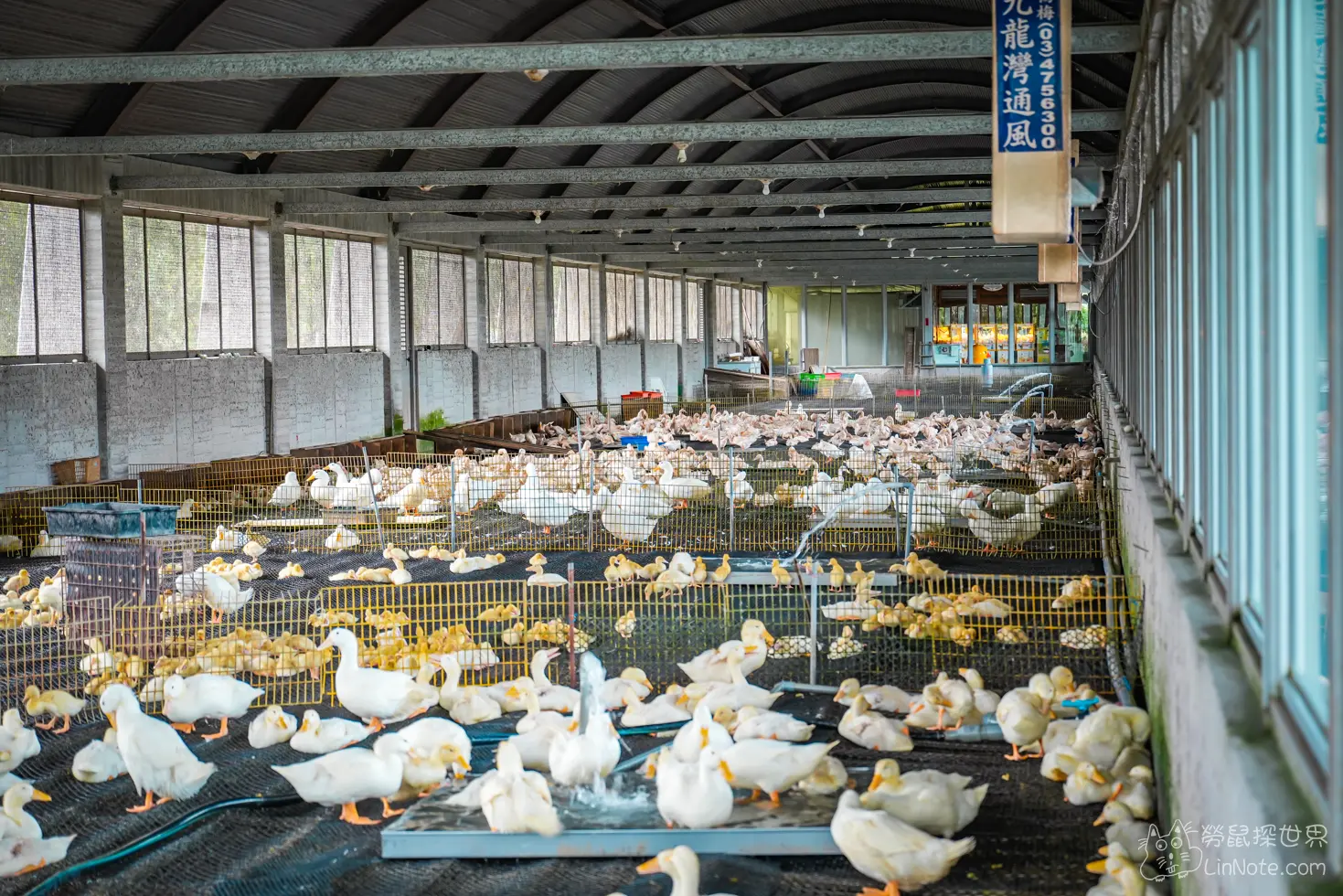 Produck Duck House 17