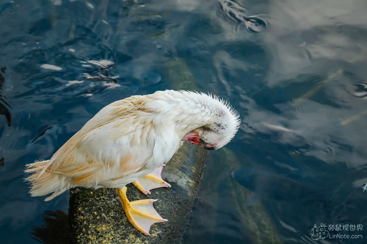 Produck Duck House 20