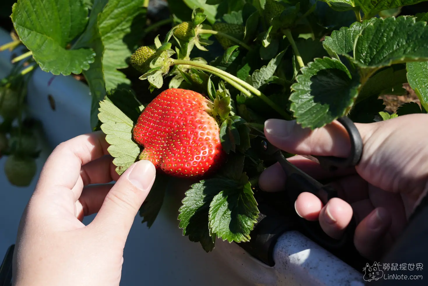 Yatan Strawberry 30