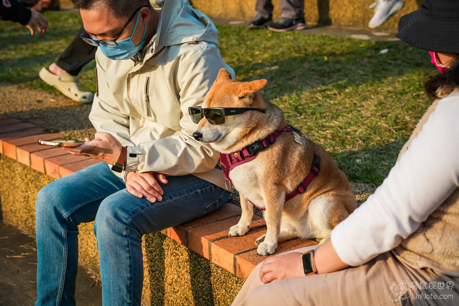 Hsinchu Park Sakura 2025 1