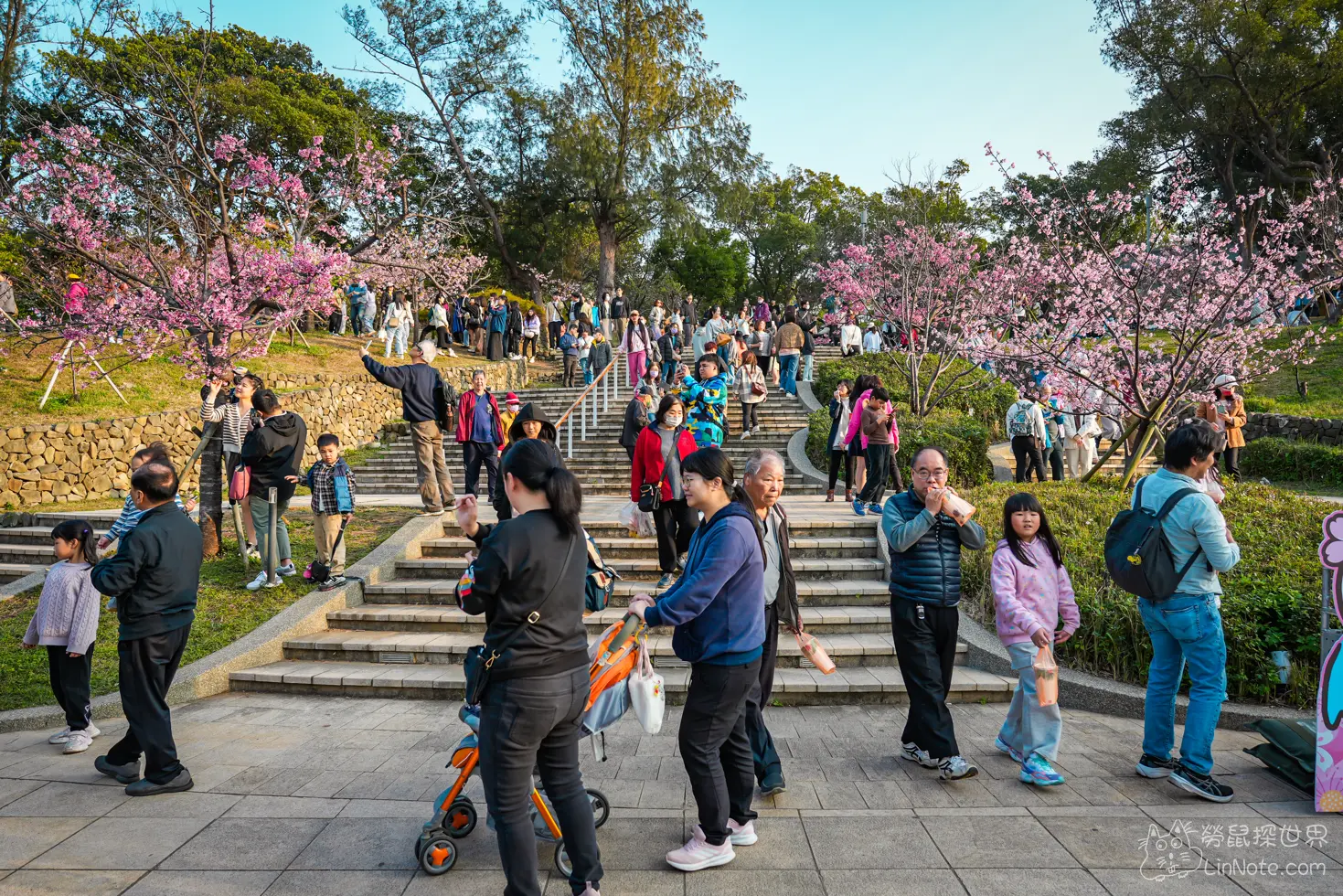 Hsinchu Park Sakura 2025 11