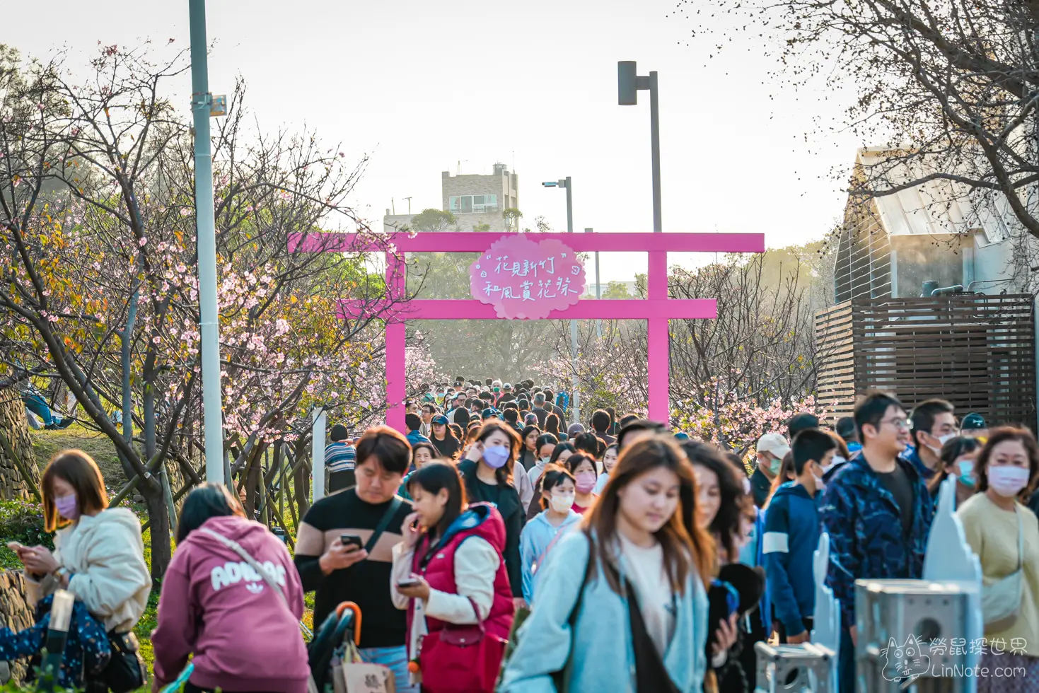 Hsinchu Park Sakura 2025 12