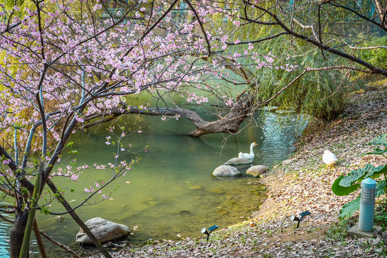 Hsinchu Park Sakura 2025 15