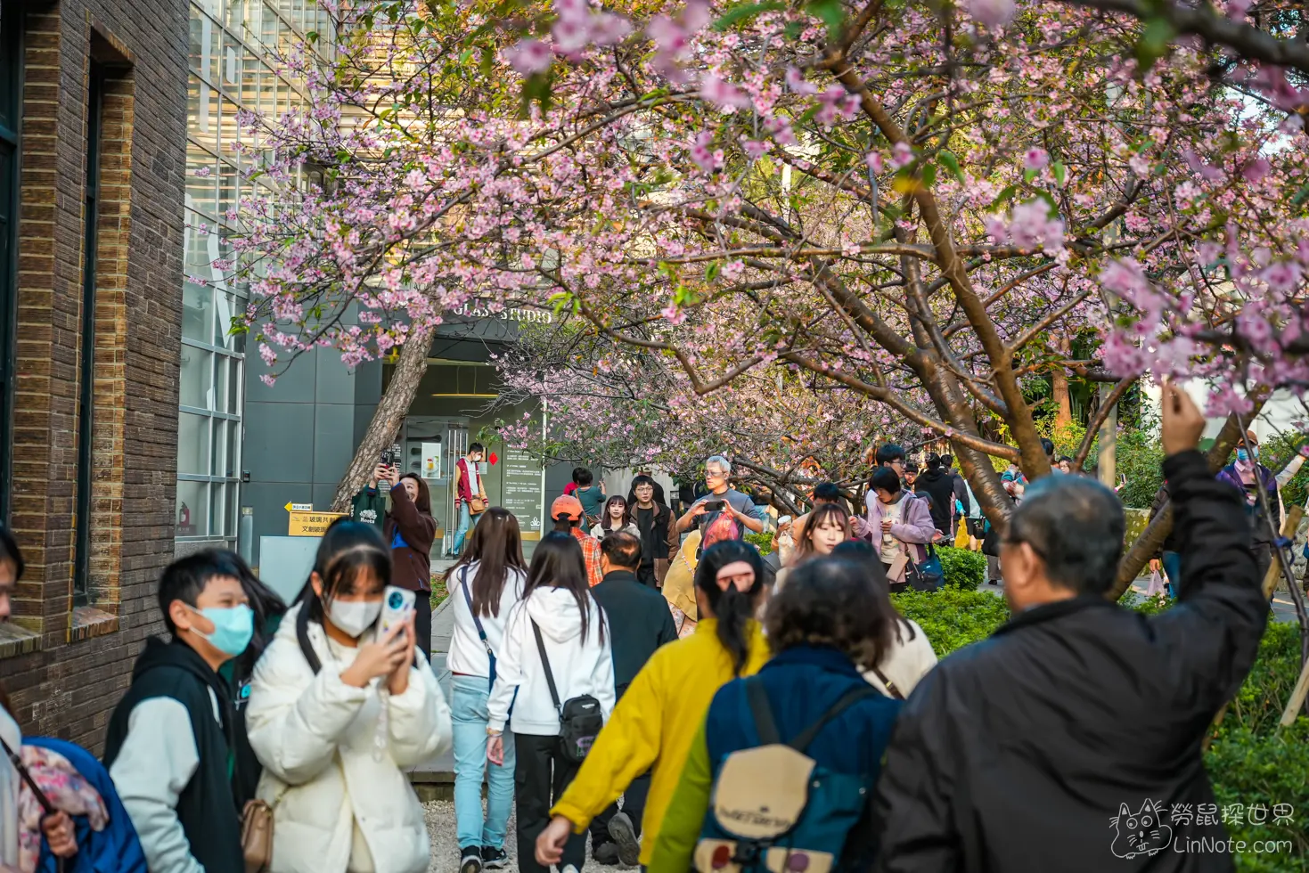 Hsinchu Park Sakura 2025 16