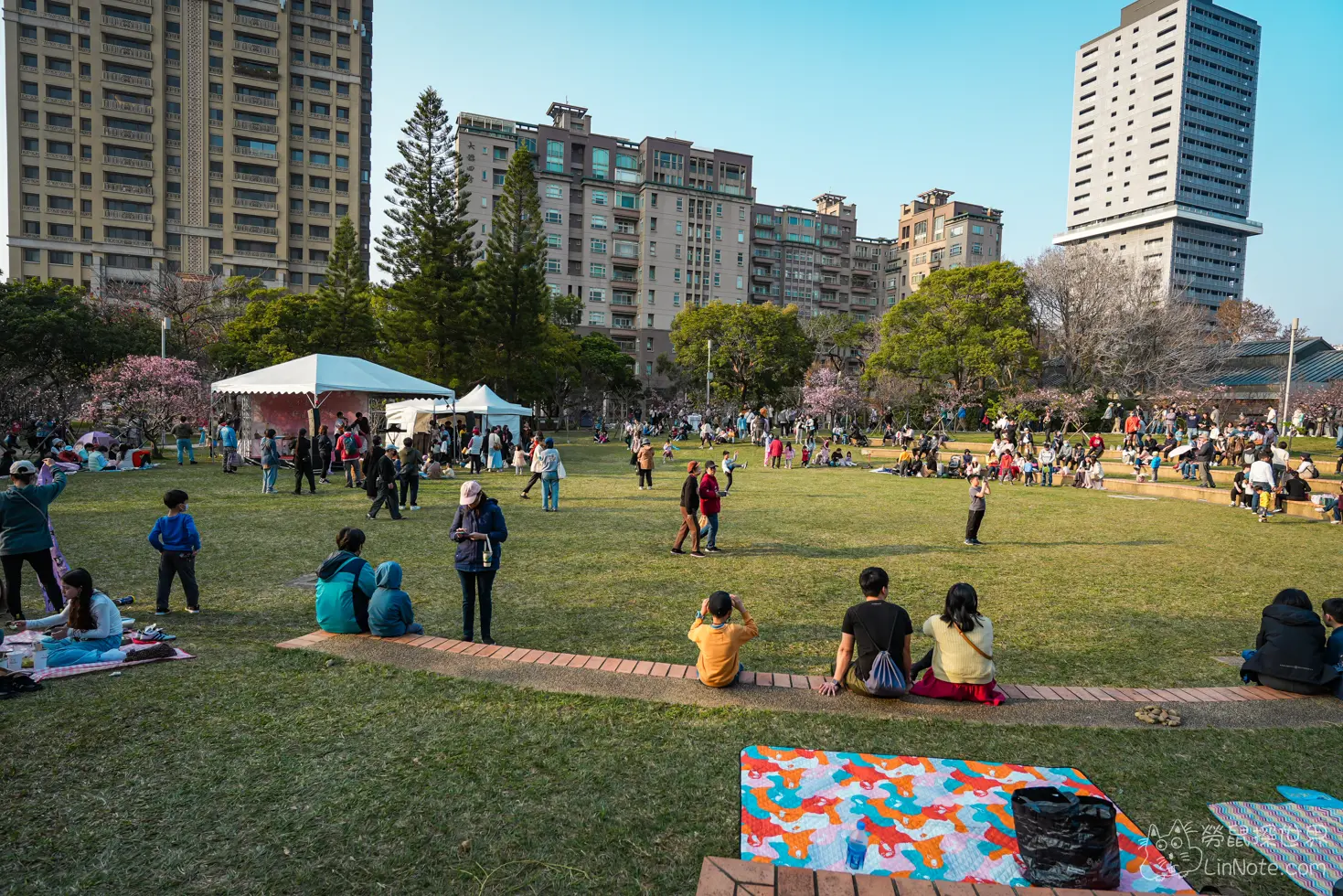 Hsinchu Park Sakura 2025 3