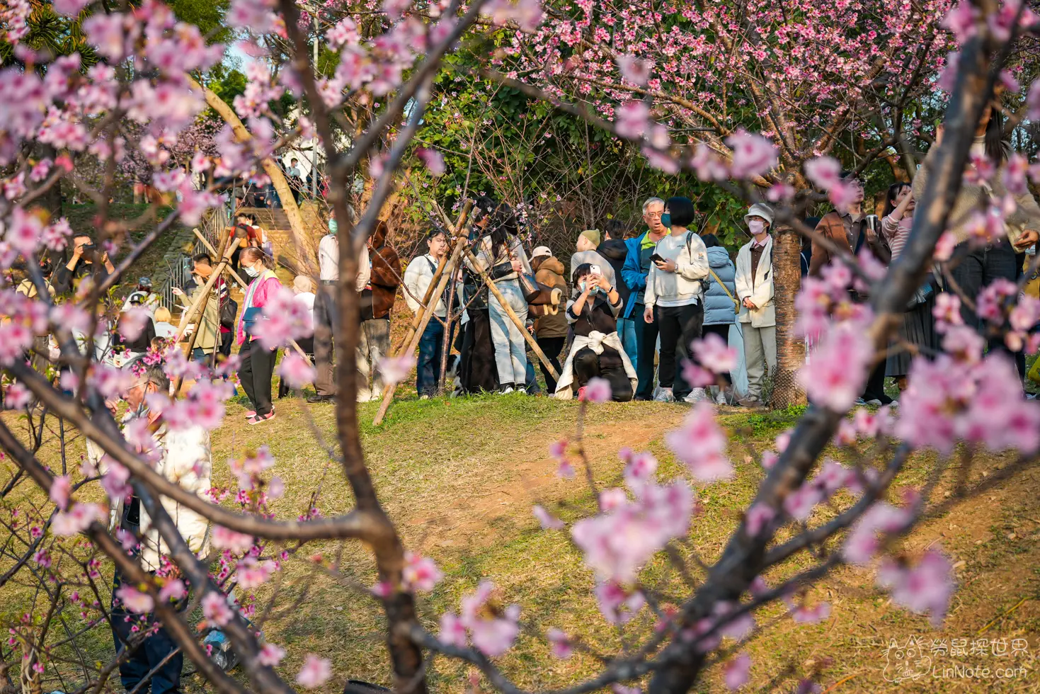 Hsinchu Park Sakura 2025 4