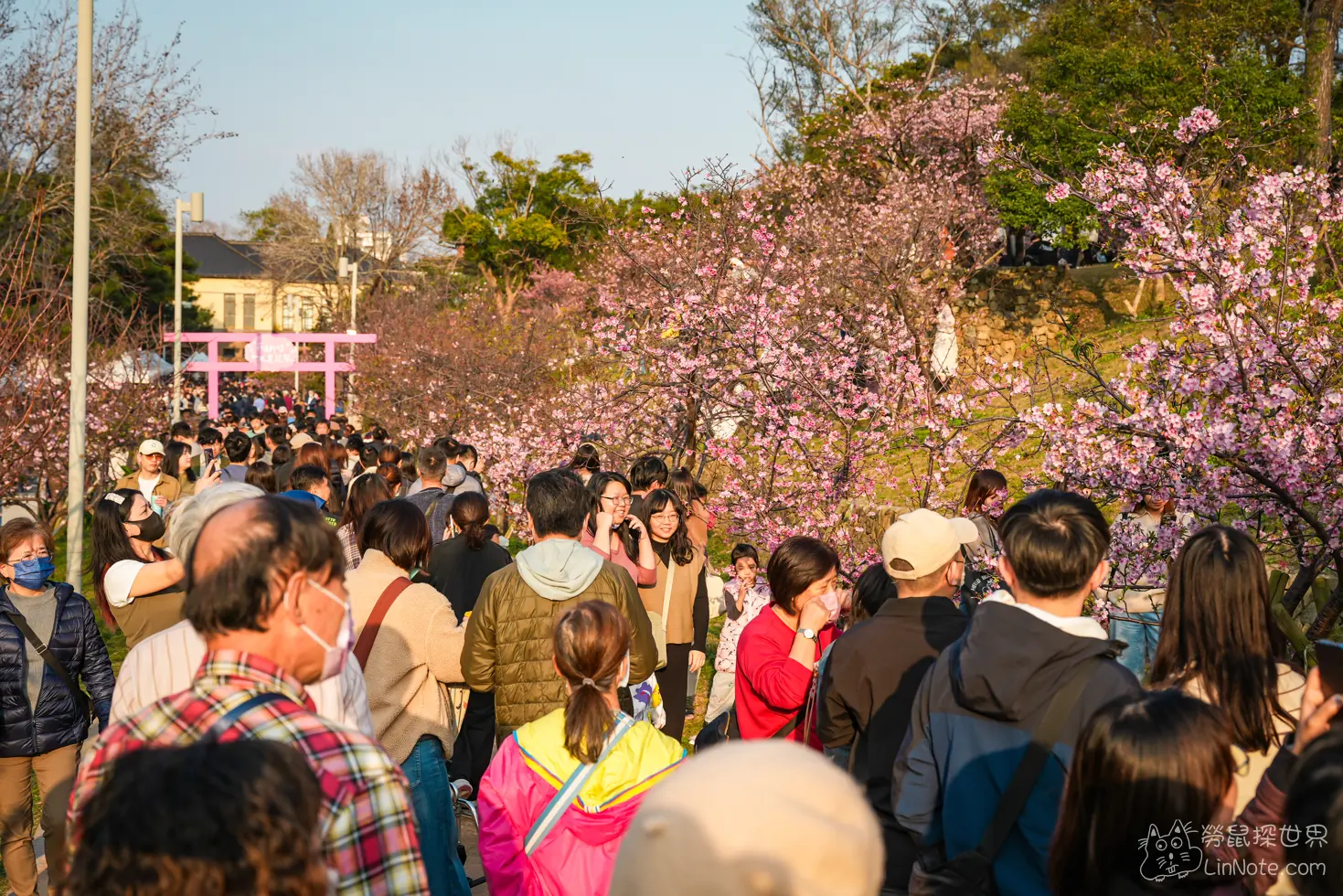 Hsinchu Park Sakura 2025 5