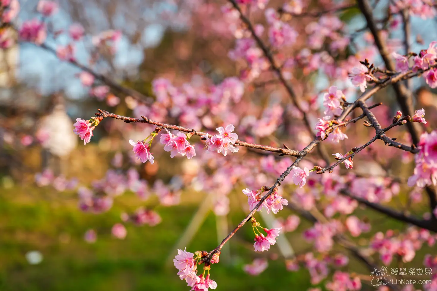 Hsinchu Park Sakura 2025 6