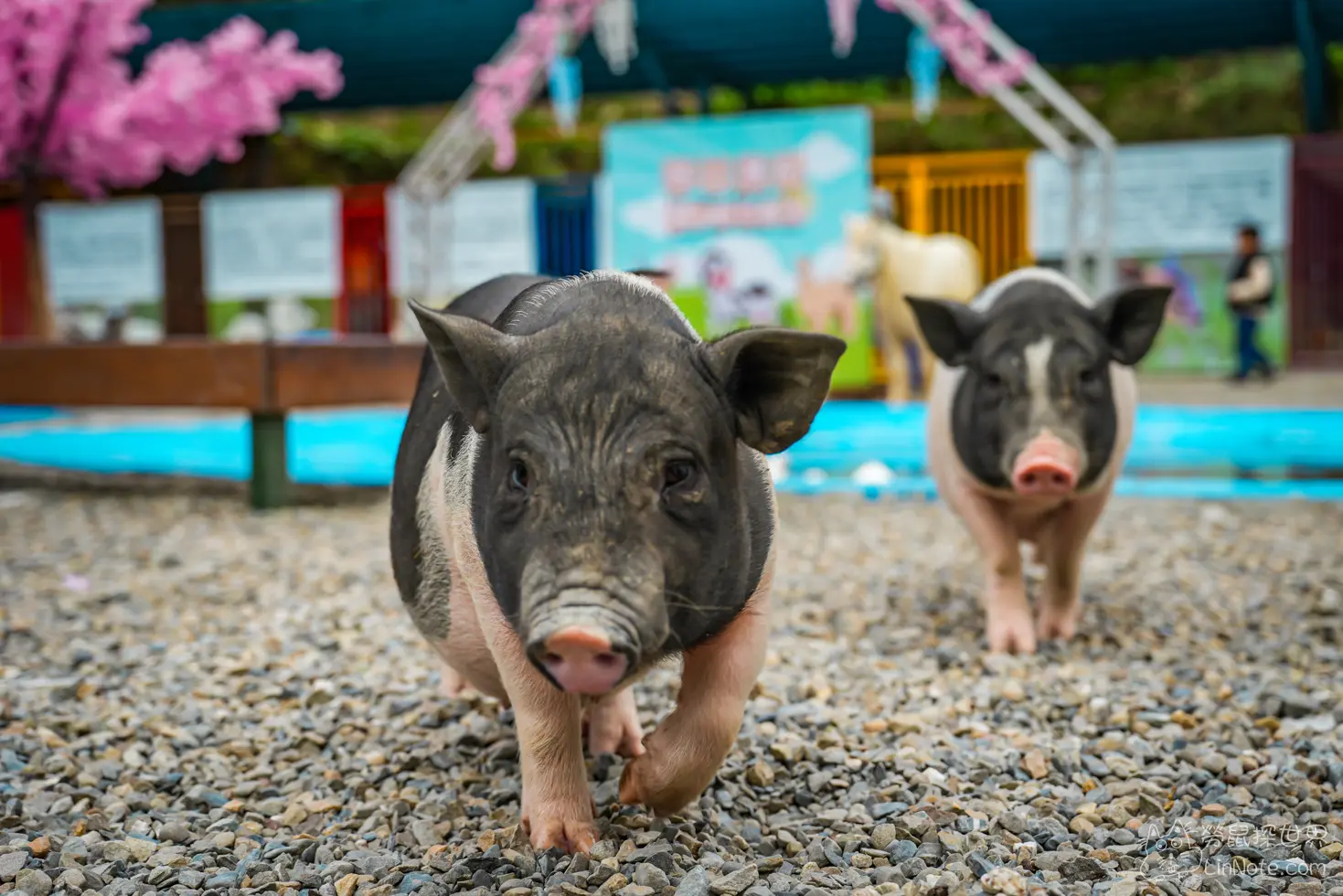 Menggu Waterfall Farm 20