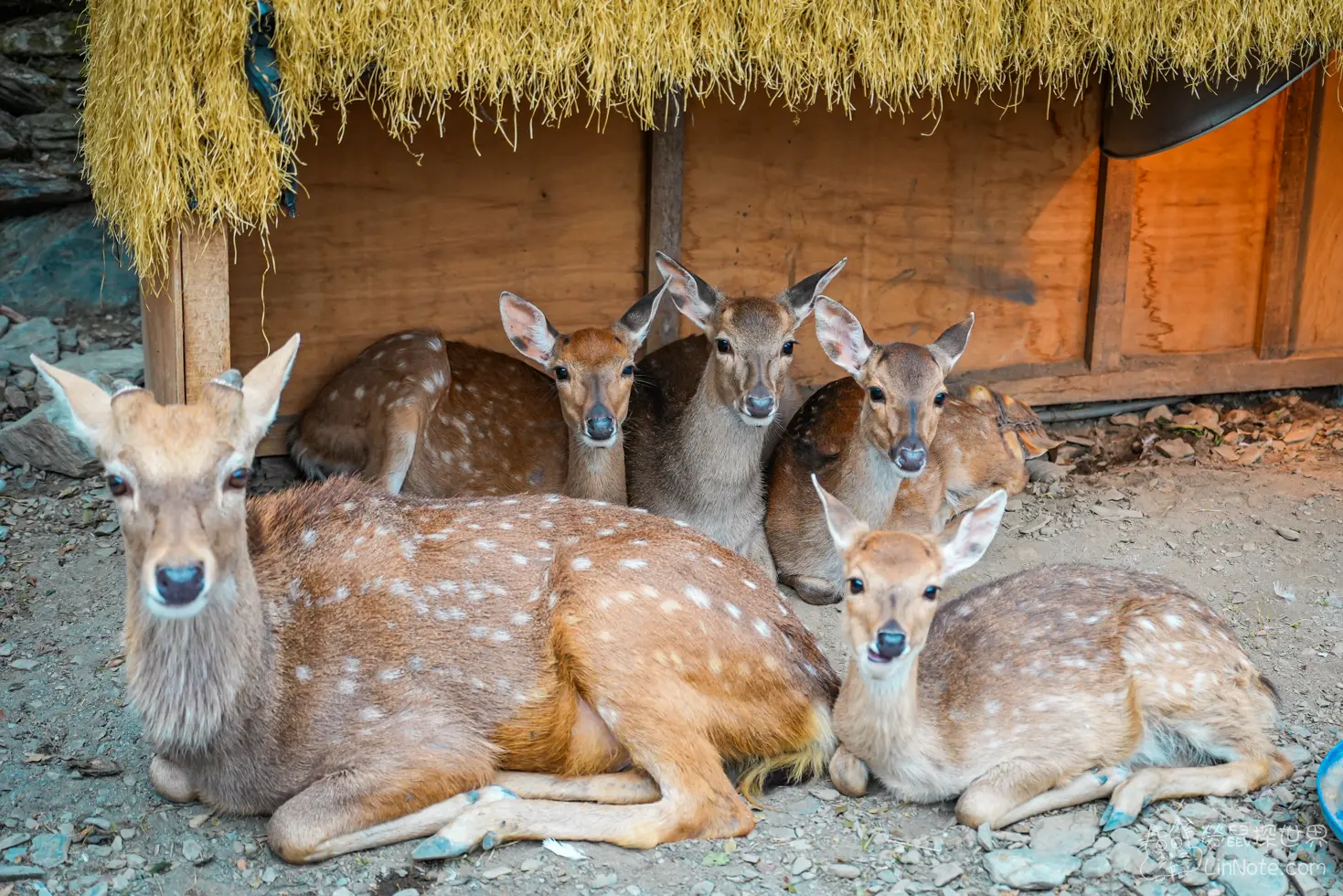 Menggu Waterfall Farm 37