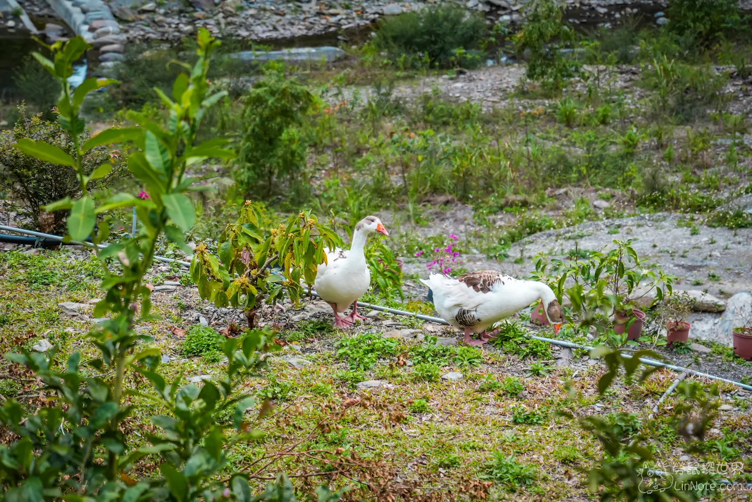 Menggu Waterfall Farm 54