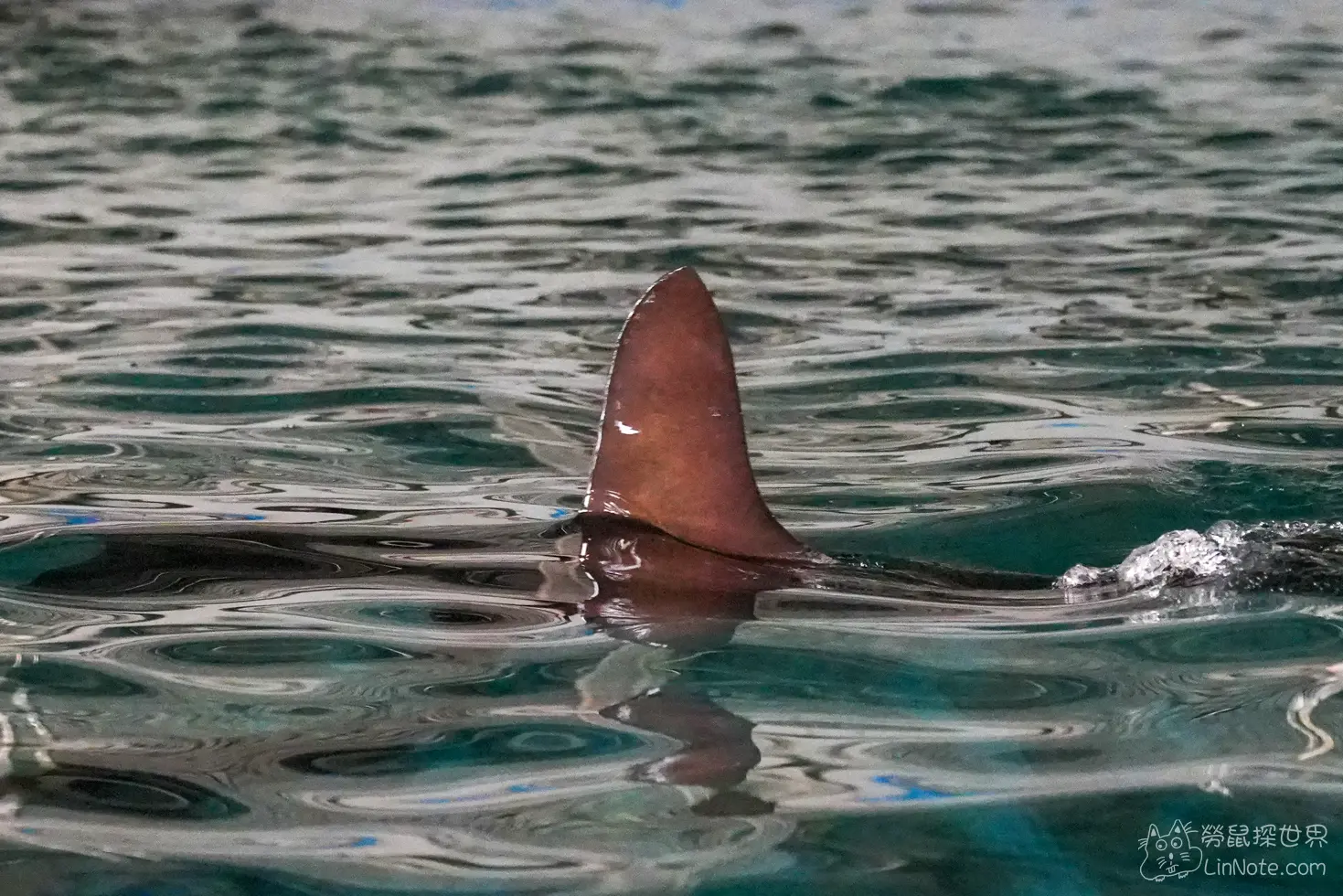 King car biotechnology aquaculture center 12