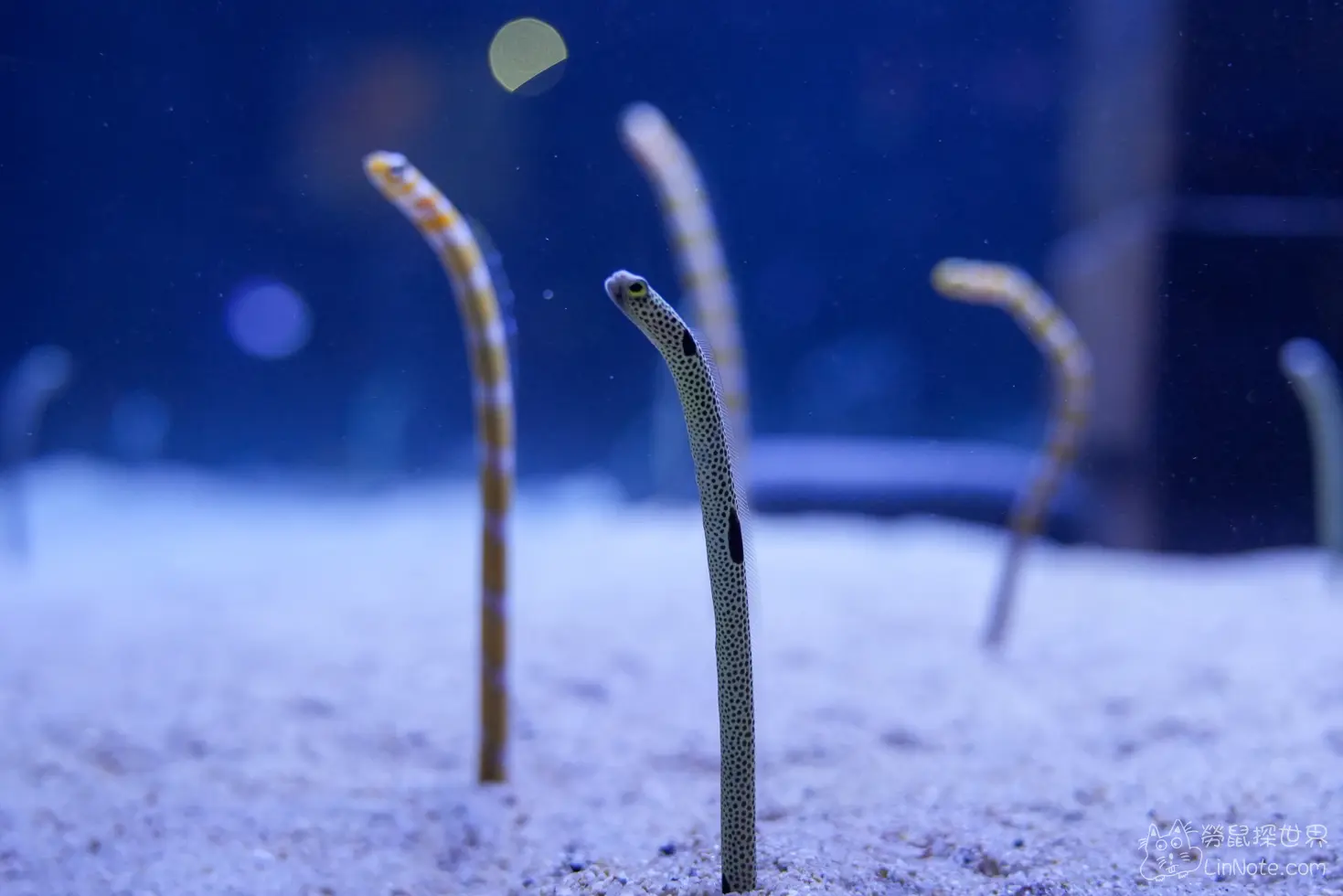 King car biotechnology aquaculture center 32