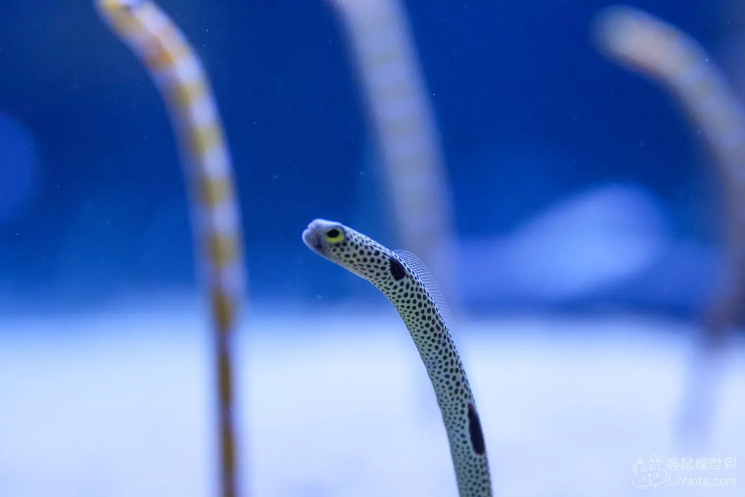 King car biotechnology aquaculture center 33