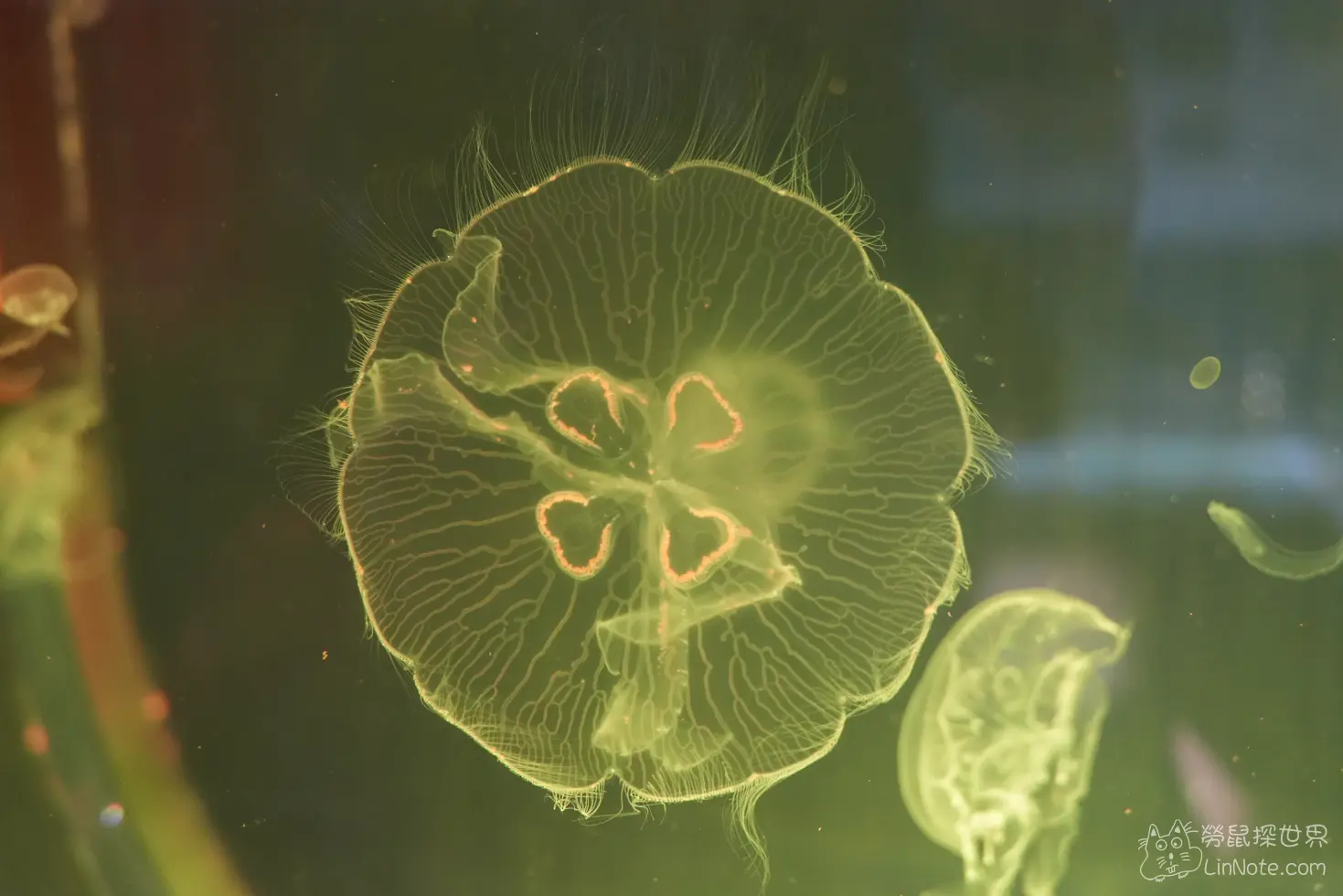 King car biotechnology aquaculture center 34