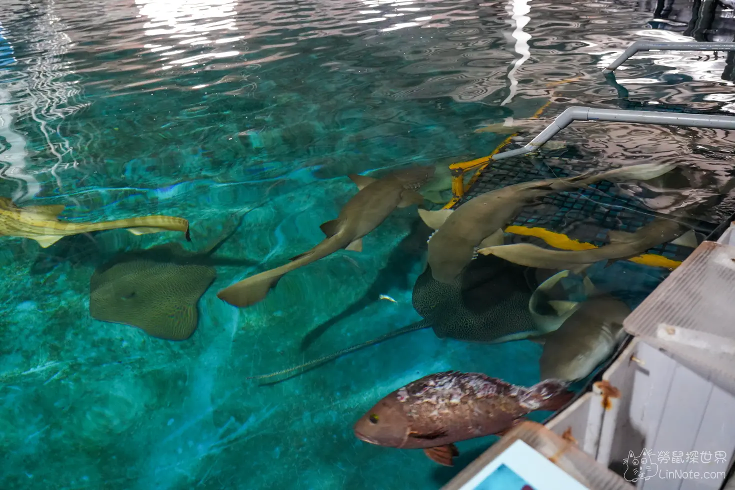 King car biotechnology aquaculture center 41