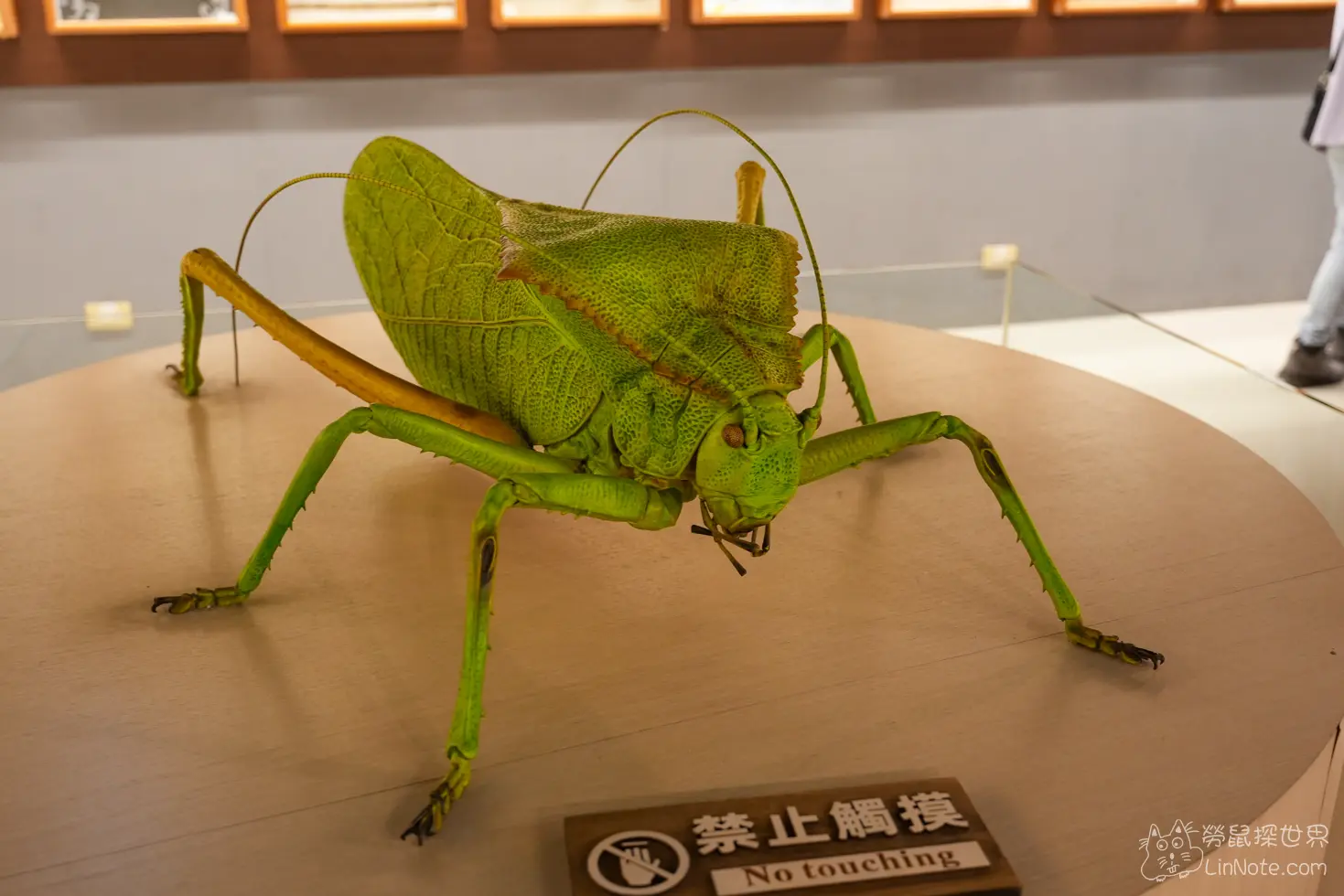 Ncyu insect museum 12