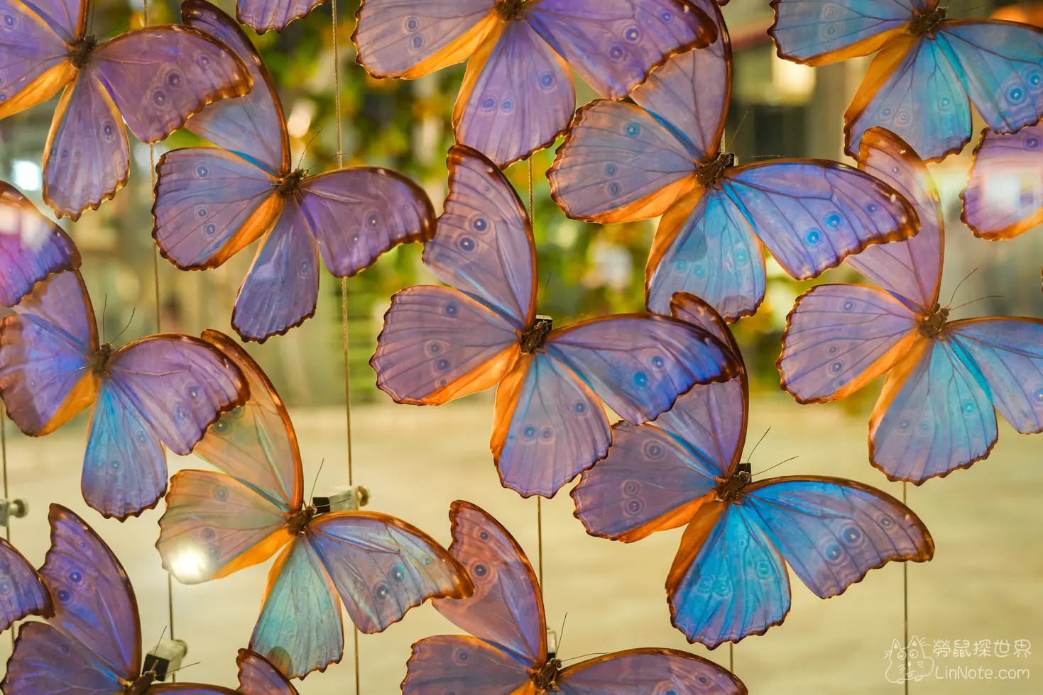 Ncyu insect museum 13