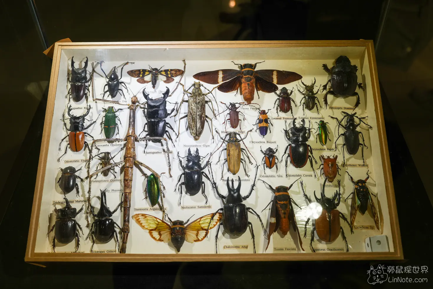 Ncyu insect museum 23