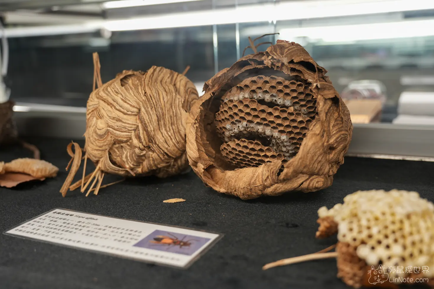 Ncyu insect museum 24