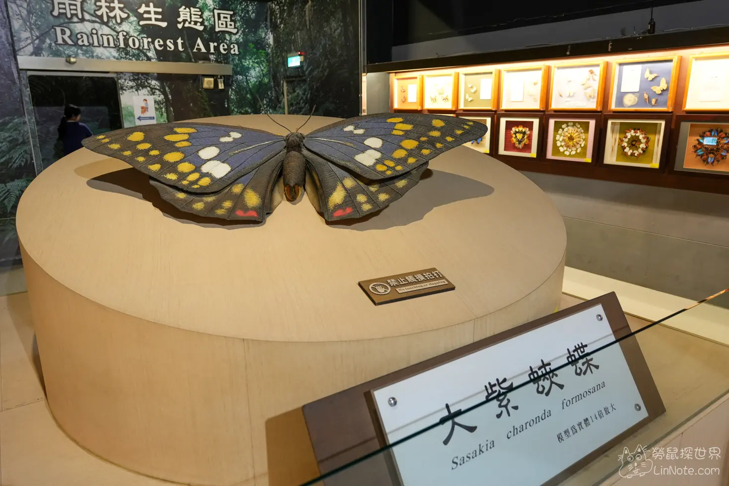 Ncyu insect museum 36