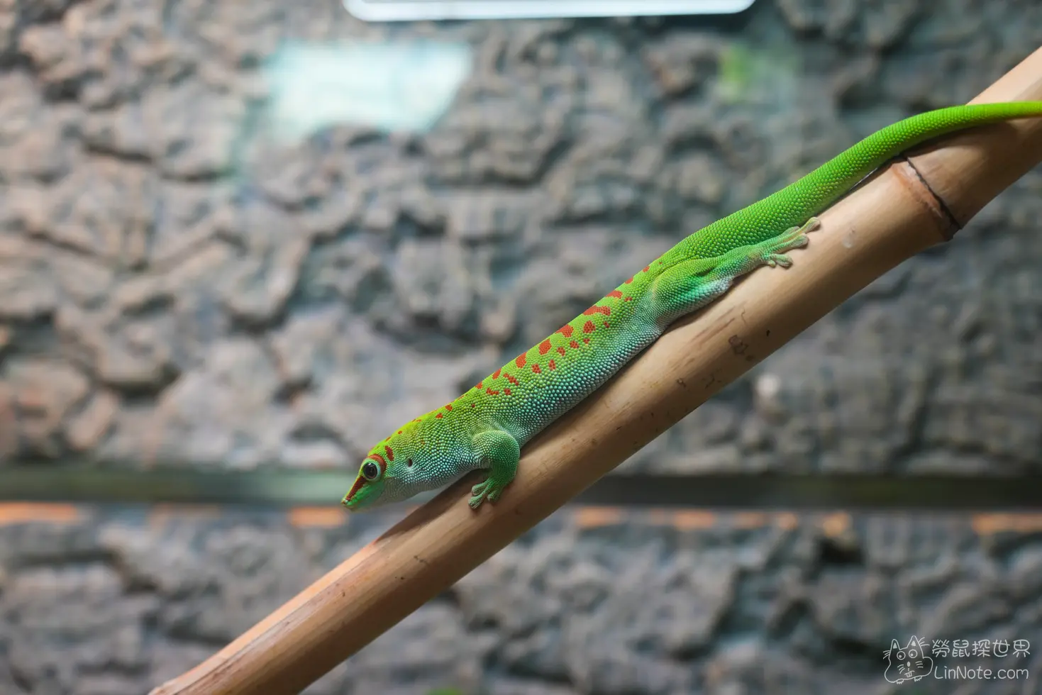 Ncyu insect museum 38